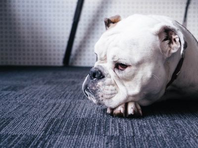 美股新股解读 | 波奇宠物(BQ.US)：优质赛道中宠物电商如何破圈?